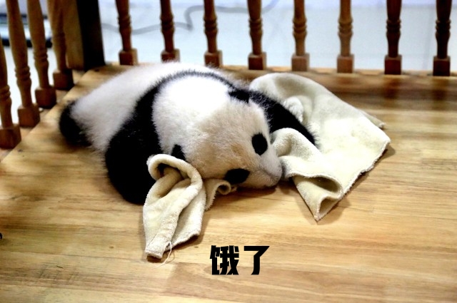 被发现了…可爱大熊猫的秘闻……