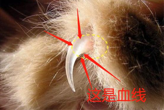 猫咪容易抓坏沙发怎么办,家里猫咪不养了怎么处理