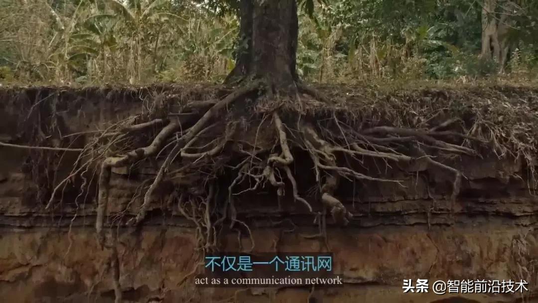 神奇“树联网”,地球本身是一个巨大的超生物体