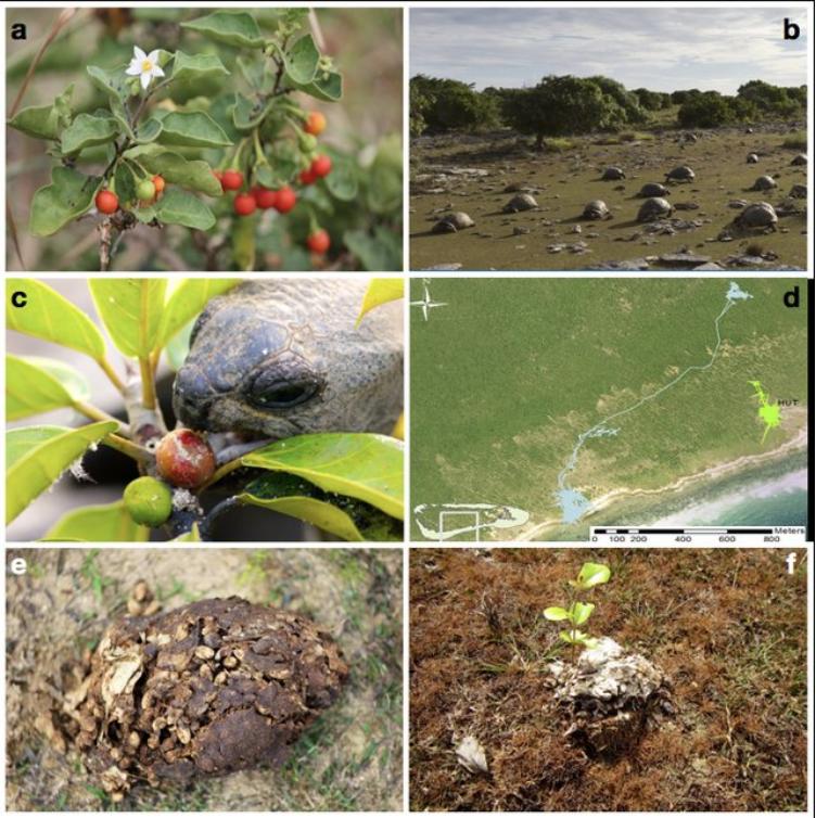 为了不让你吐籽,水果有多努力?