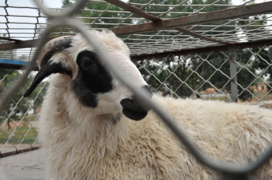 内蒙羊肉与盐池滩羊肉,新疆羊肉和盐池滩羊肉