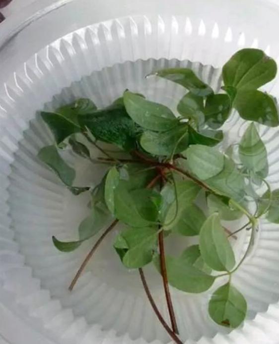 花卉多菌灵怎么选,丽姐说花卉教程