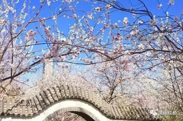 京郊最美的十大花海,京郊这些浪漫花海惊艳初秋的北京