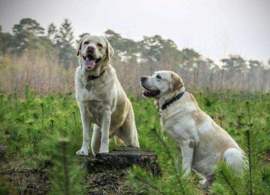 养拉布拉多犬的好处和坏处,黑色拉布拉多犬有什么好处
