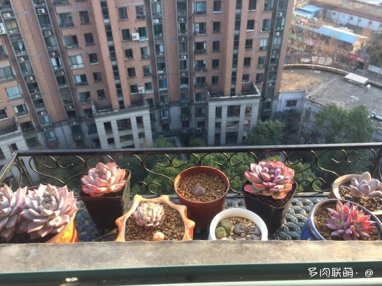 不管什么多肉都适合叶插吗,不管什么多肉都可以变老桩吗