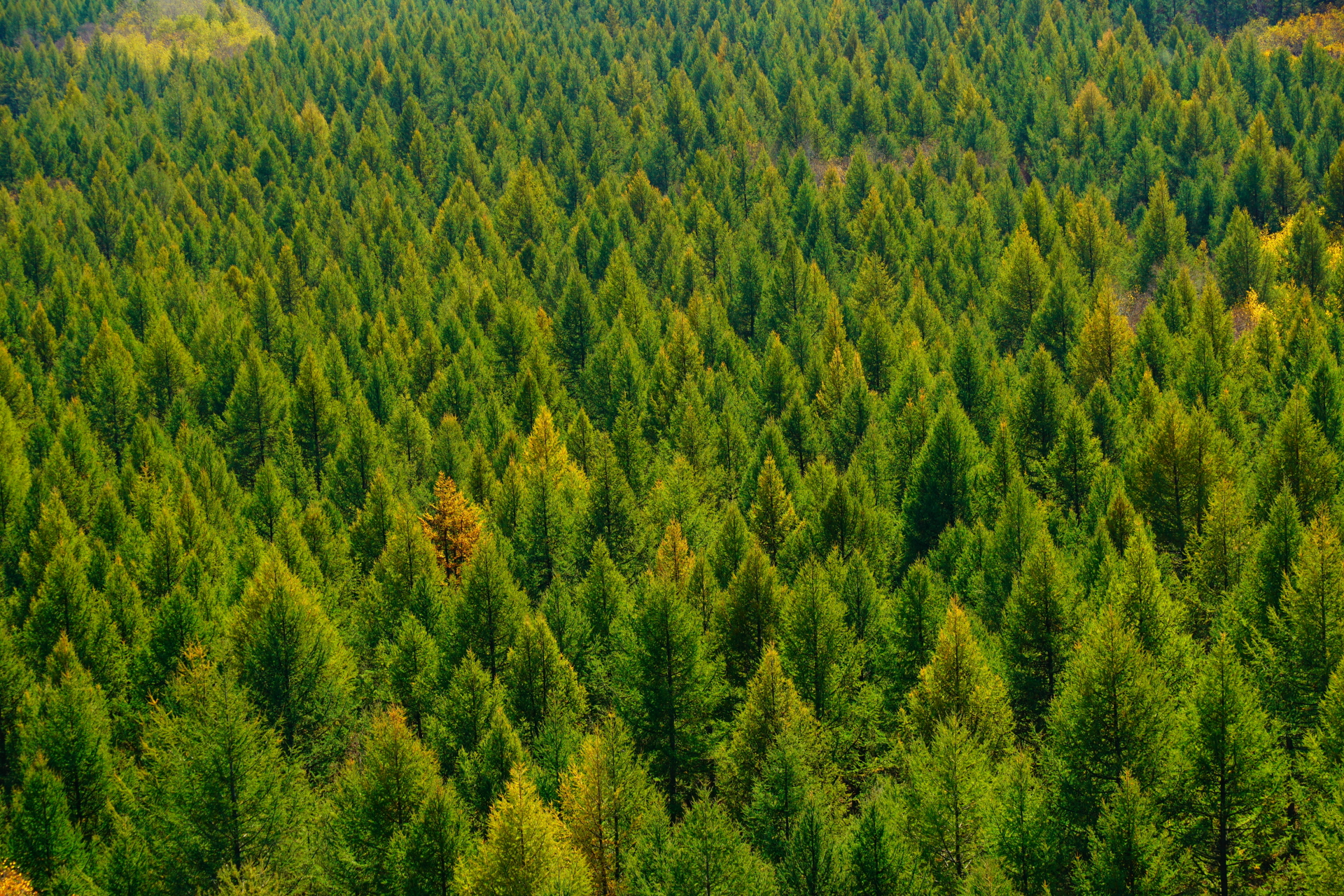 京北第一天路千松坝国家森林公园,千松坝森林公园和京北第一天路