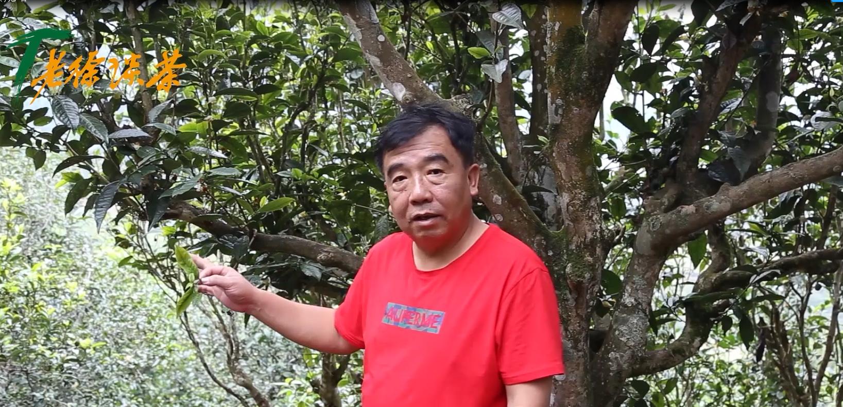 邦东古树单株秋茶价格,老徐谈古茶树完整视频