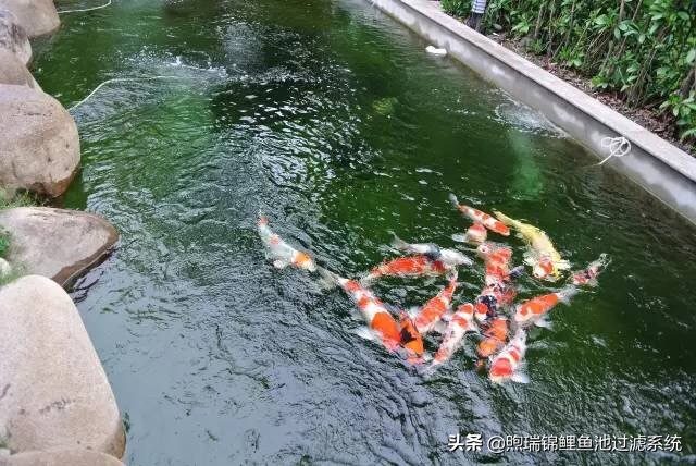 养锦鲤过滤用多大的过滤泵,锦鲤过滤全用生化过滤可以吗