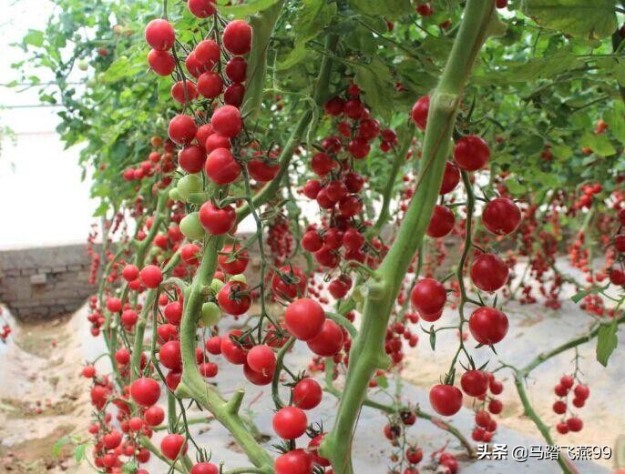 苏州相城区水果采摘园推荐,苏州枇杷樱桃采摘园