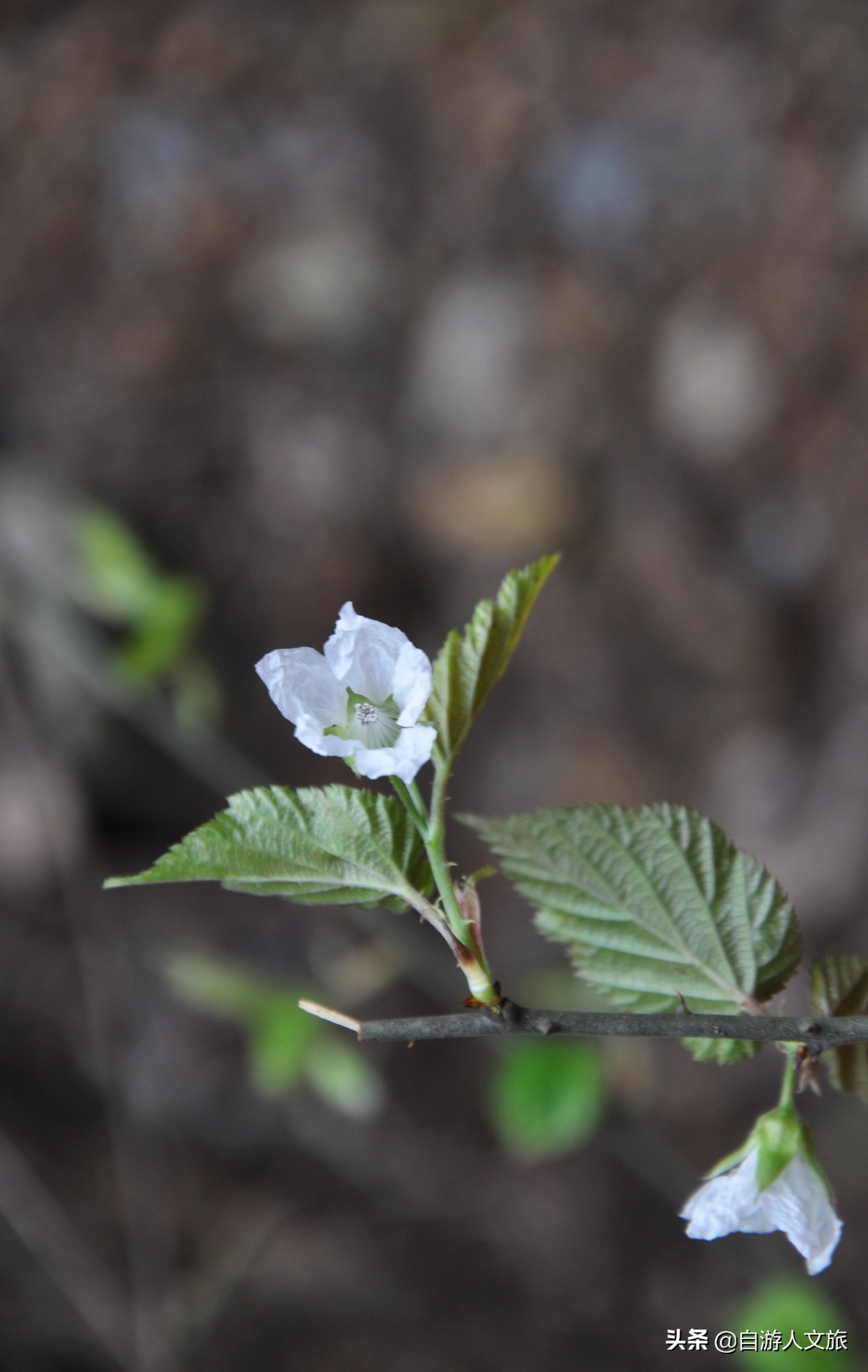 环西湖群山徒步毅行,行走西湖古诗词