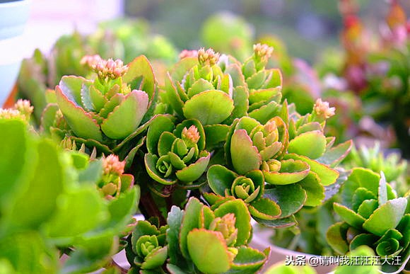 长寿花花卉盆栽养护教学,长寿的花卉怎样养