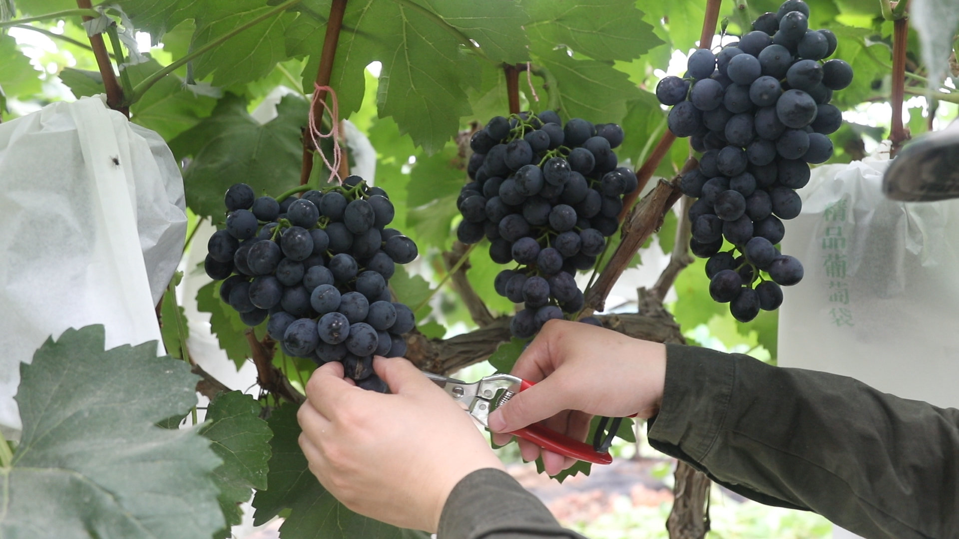 葡萄种植简单却又不简单?葡萄成熟之际的两项三注意,一定做好