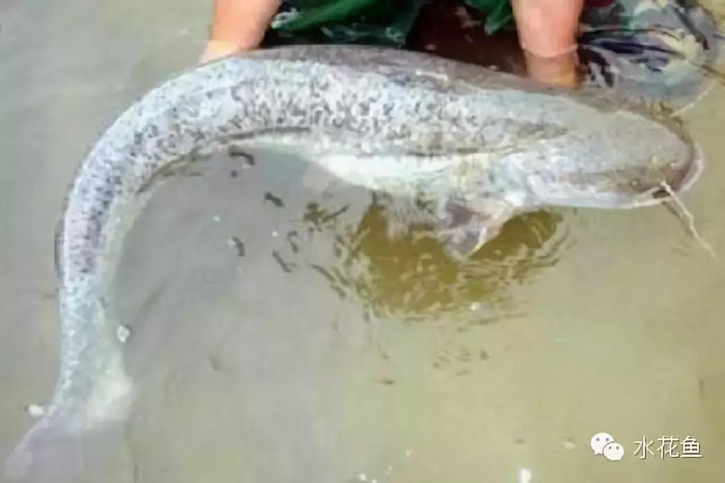 大口鲶鱼人工养殖技术,湖南省大口鲶养殖大户