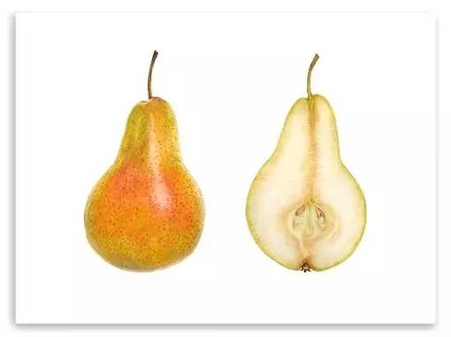 超写实绘画真实吗,超写实的植物绘画