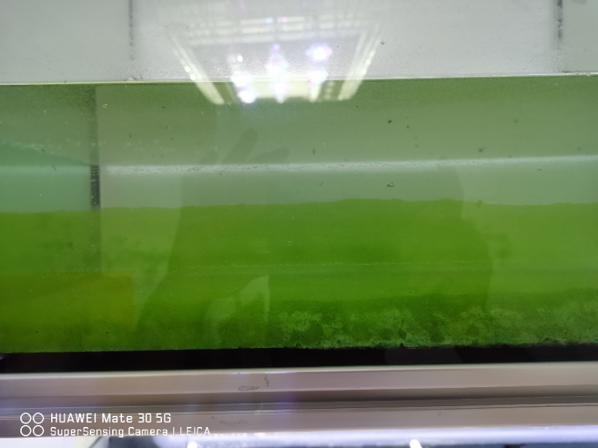 养小型鱼用套缸还是组合缸,家庭鱼生态养殖系统