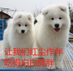 6月份上海有什么重大活动,上海未来会发生的五件事