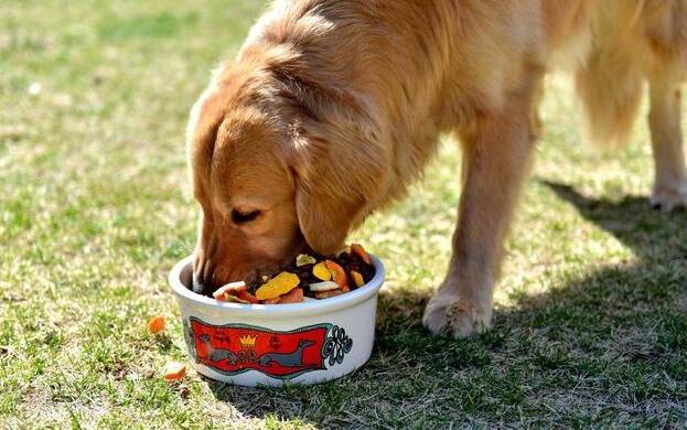 一分钟告诉你不要养金毛,养金毛一般都要注意些什么