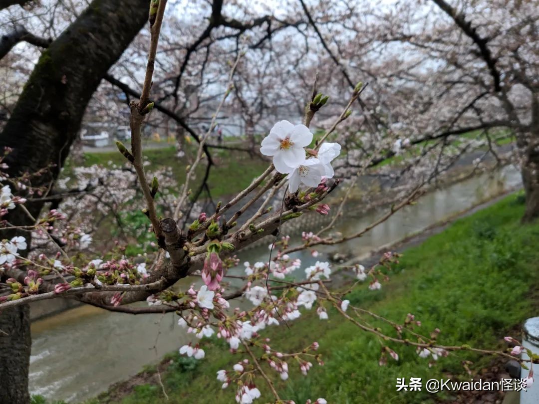 2012年4月日本关西五日游记,流水账式旅行vlog济州