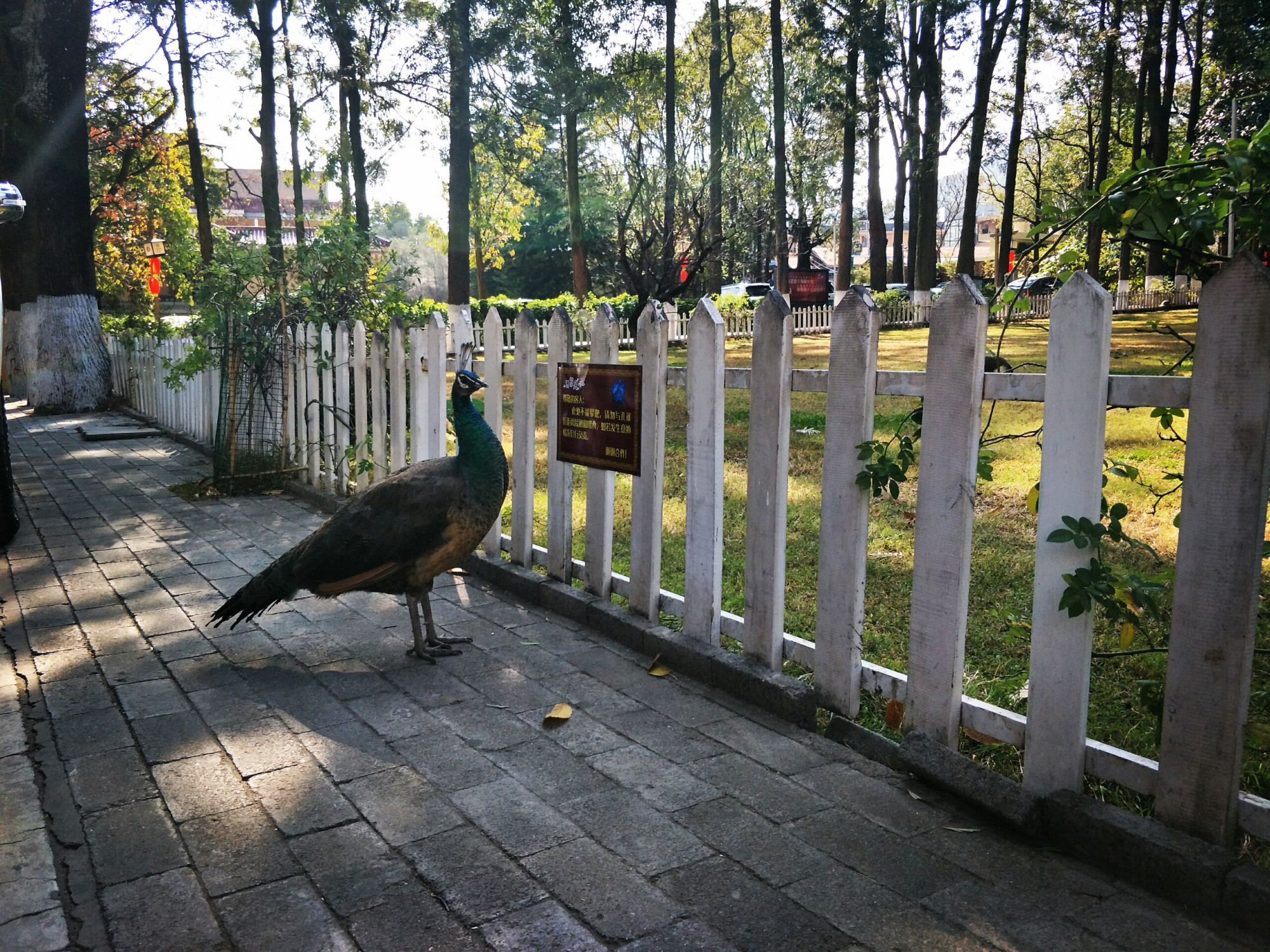 西昌一个花园式宾馆,国家领导人来昌的下榻地,成为网红打卡景点