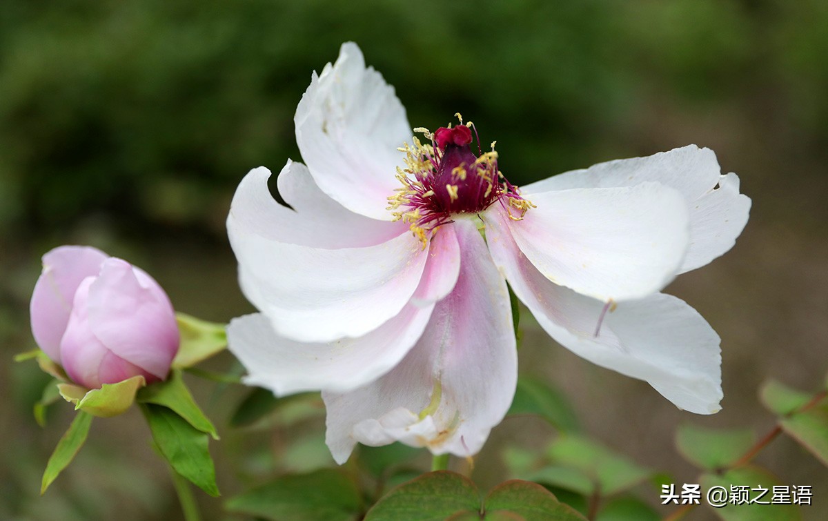 宁波牡丹花园有哪些,宁波古今牡丹园