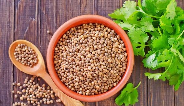 香菜和大蒜高产的种植方法,香菜怎么种出苗快还高产