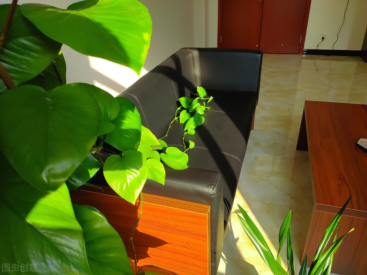 绿萝开始有黄叶了怎么处理,绿萝老黄叶怎么养