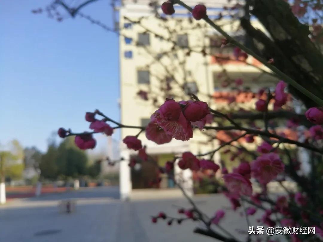 花都开好了现场完整版,花都开好了合唱合拍