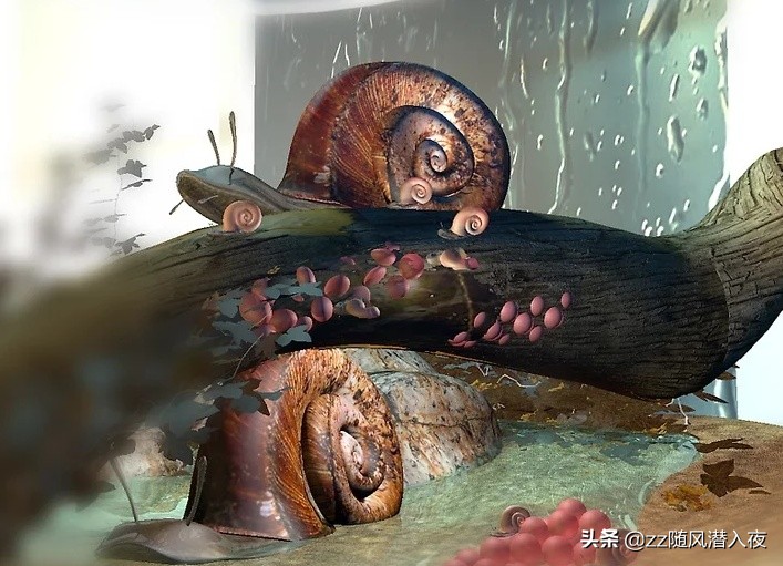 饲养蜗牛记录,如何饲养蜗牛蛋
