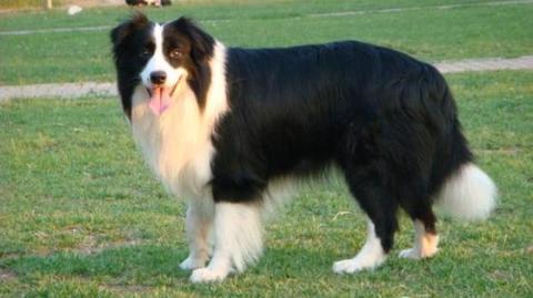 哪种狗最聪明温顺可爱,最聪明的五种狗