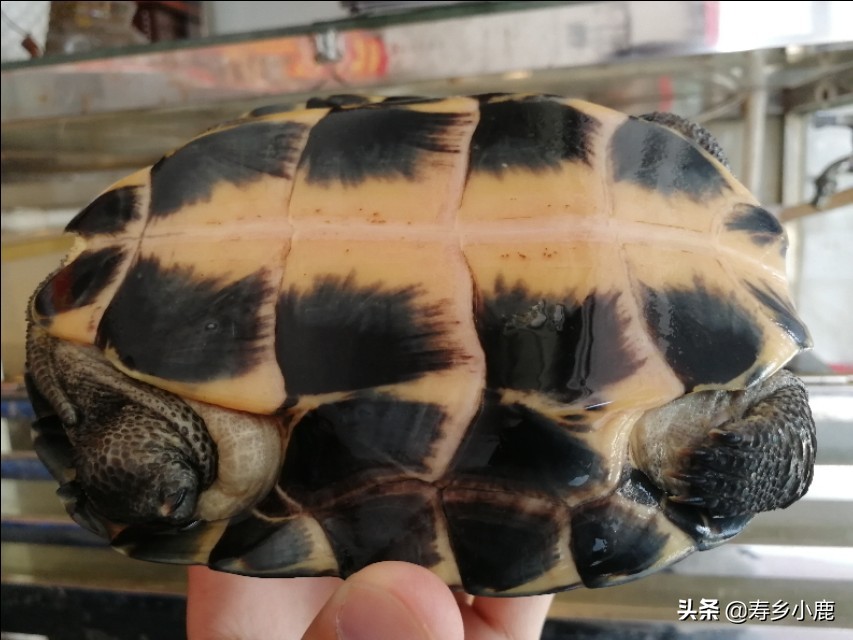 新手黄喉拟水龟,黄喉拟水龟新手