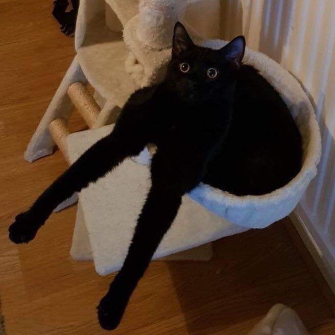 为何不建议养黑猫,黑猫为啥不建议养