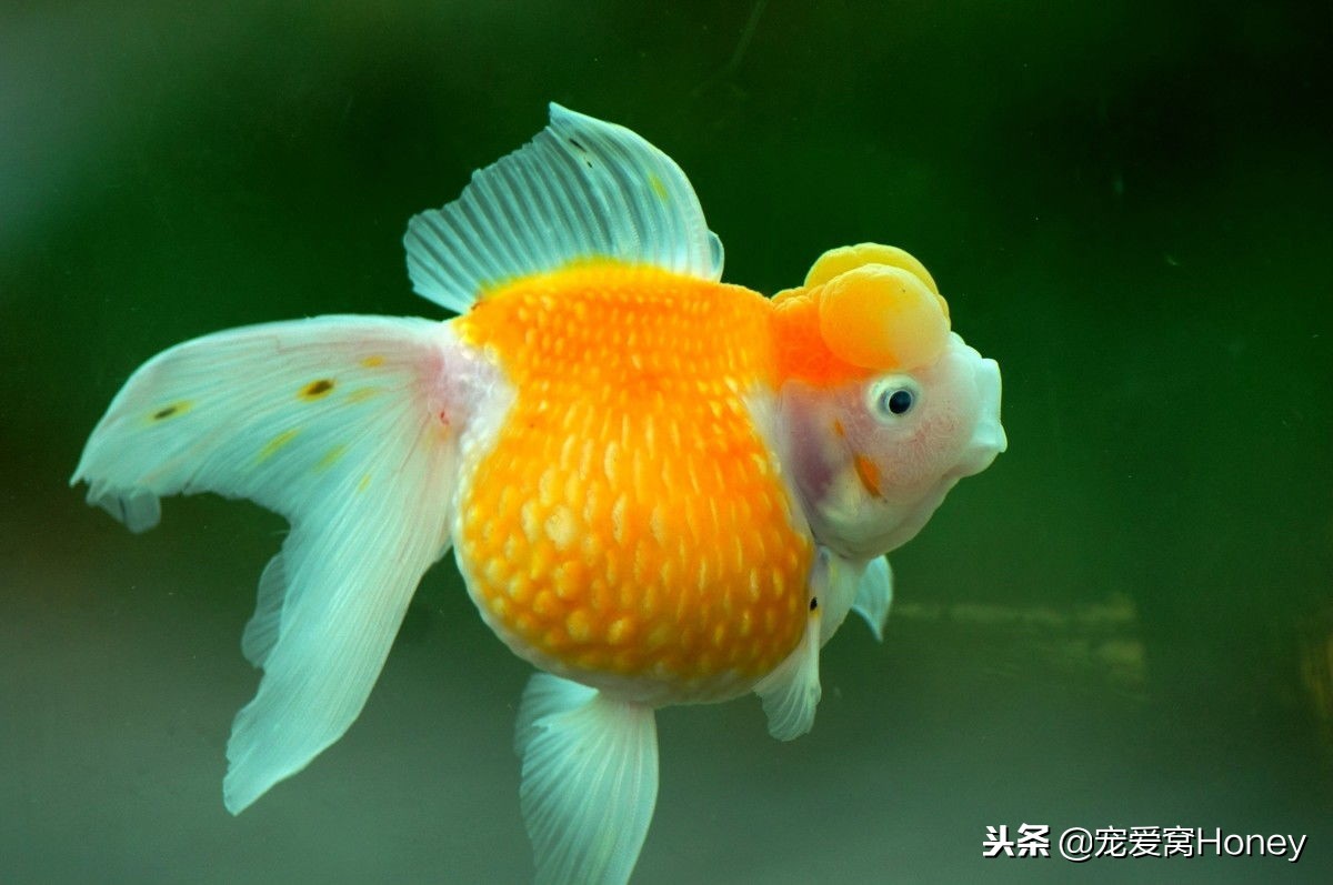 冬季养鱼的方法和注意事项,冬天养鱼温度多少合适