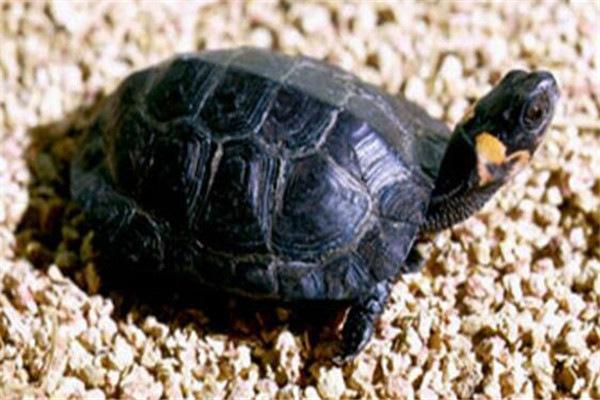 世界上最濒危的乌龟是什么龟,世界上最凶猛的乌龟深水龟