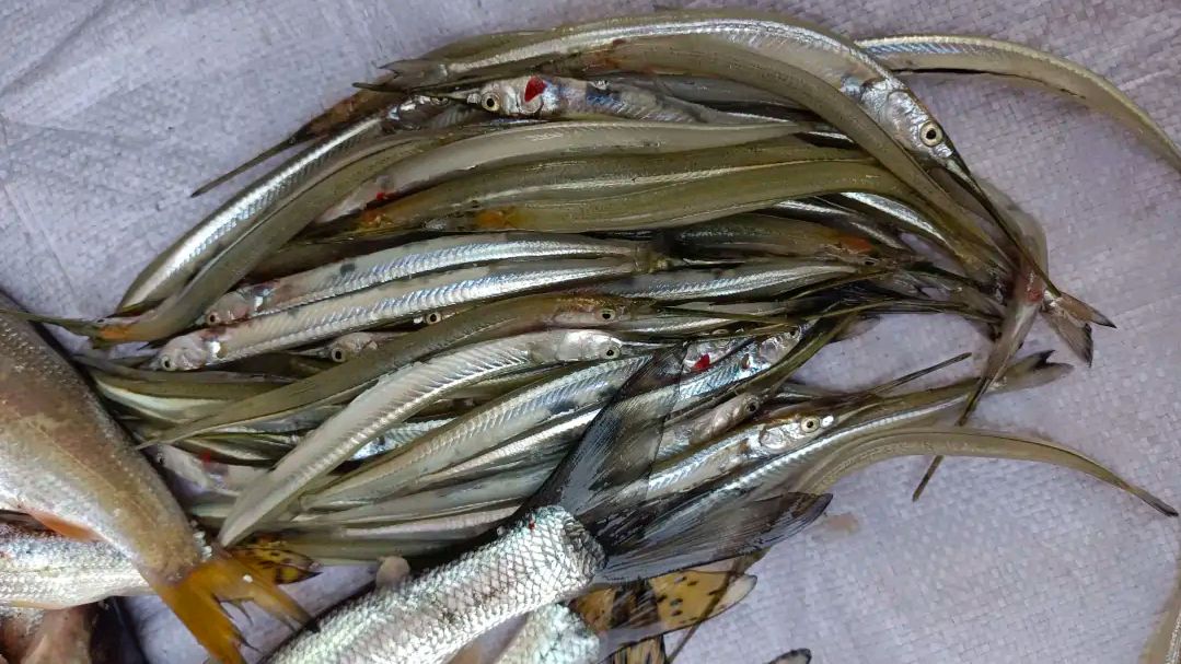 春季水草钩怎样夜钓,河里水草多钓鱼技巧