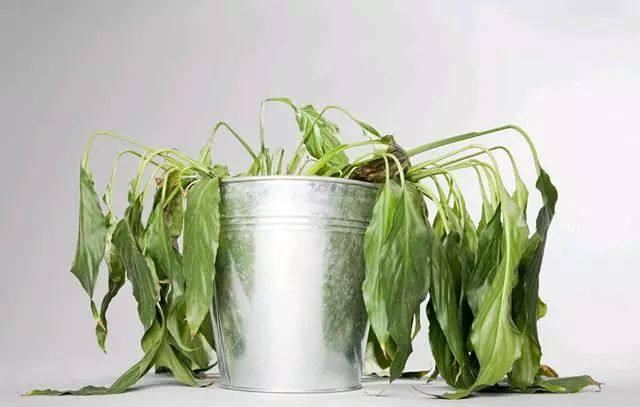 吸甲醛最好的植物排名最好养的,吸甲醛的绿植哪些最好养活