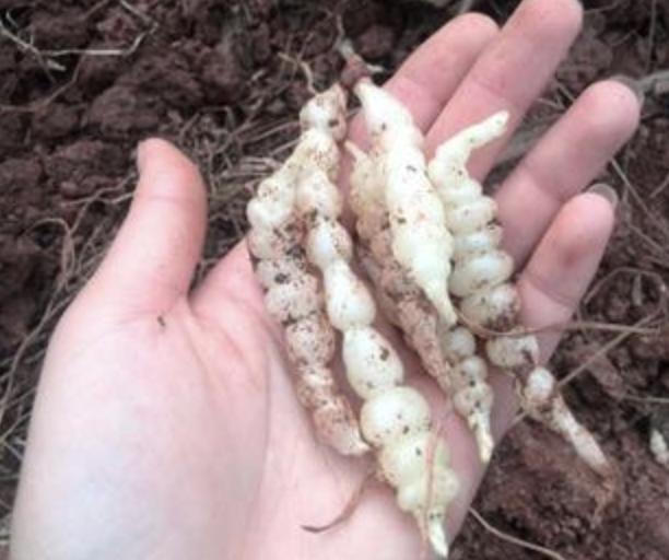 农地里有1种“地环”，比车前草顽强，1斤卖20元，珍贵、值钱