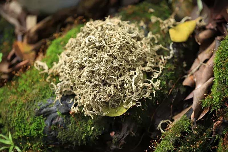 最伤肝的五种中药,最伤肝9类药一定有你常吃的