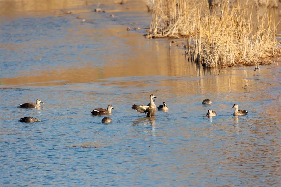 涂上黄色的“润唇膏”，TA就是野鸭中最靓的仔