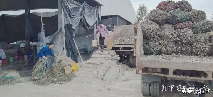 玛塔牡蛎钙对盐碱地的作用,玛塔牡蛎