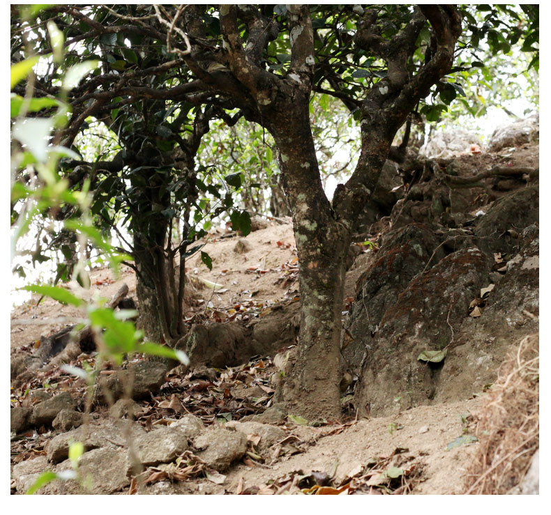 来自临沧秘境的岩韵花香——邦东岩茶，口感滋味竟可匹敌昔归