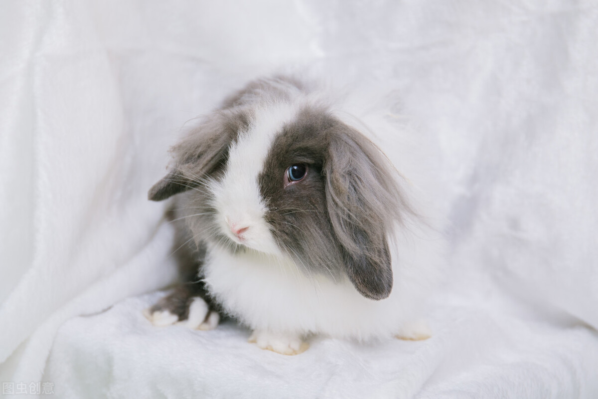 兔子球虫药在哪里买,兔子球虫药买什么牌子