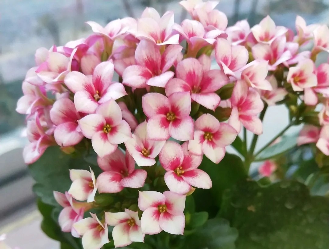 长寿花单瓣品种大全,长寿花100种颜色图片