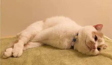 给猫绝育是最大的谎言,看完再决定要不要给猫绝育