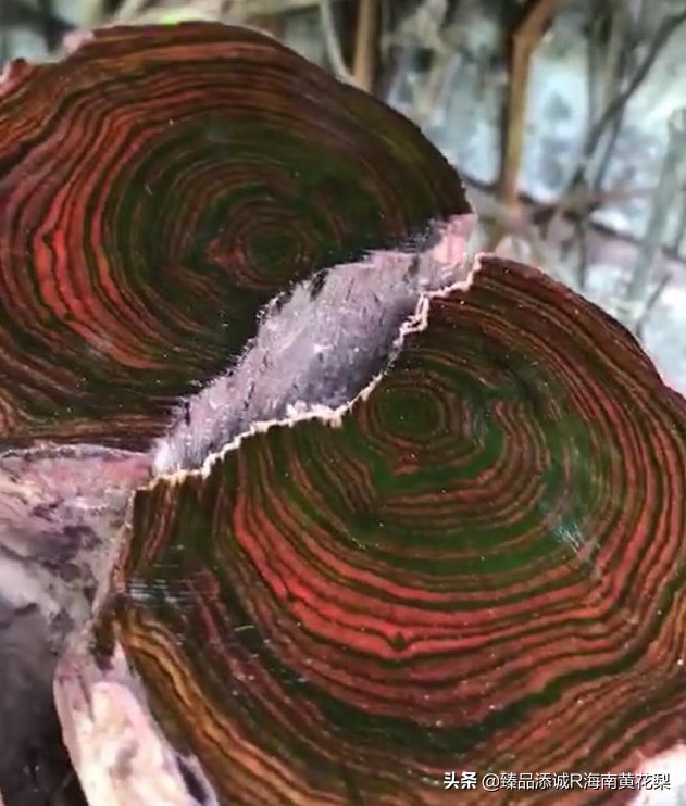 海南黄花梨坑人视频,黑心海南黄花梨