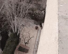 养猫不封窗的人,养猫不封窗猫为什么不会逃跑