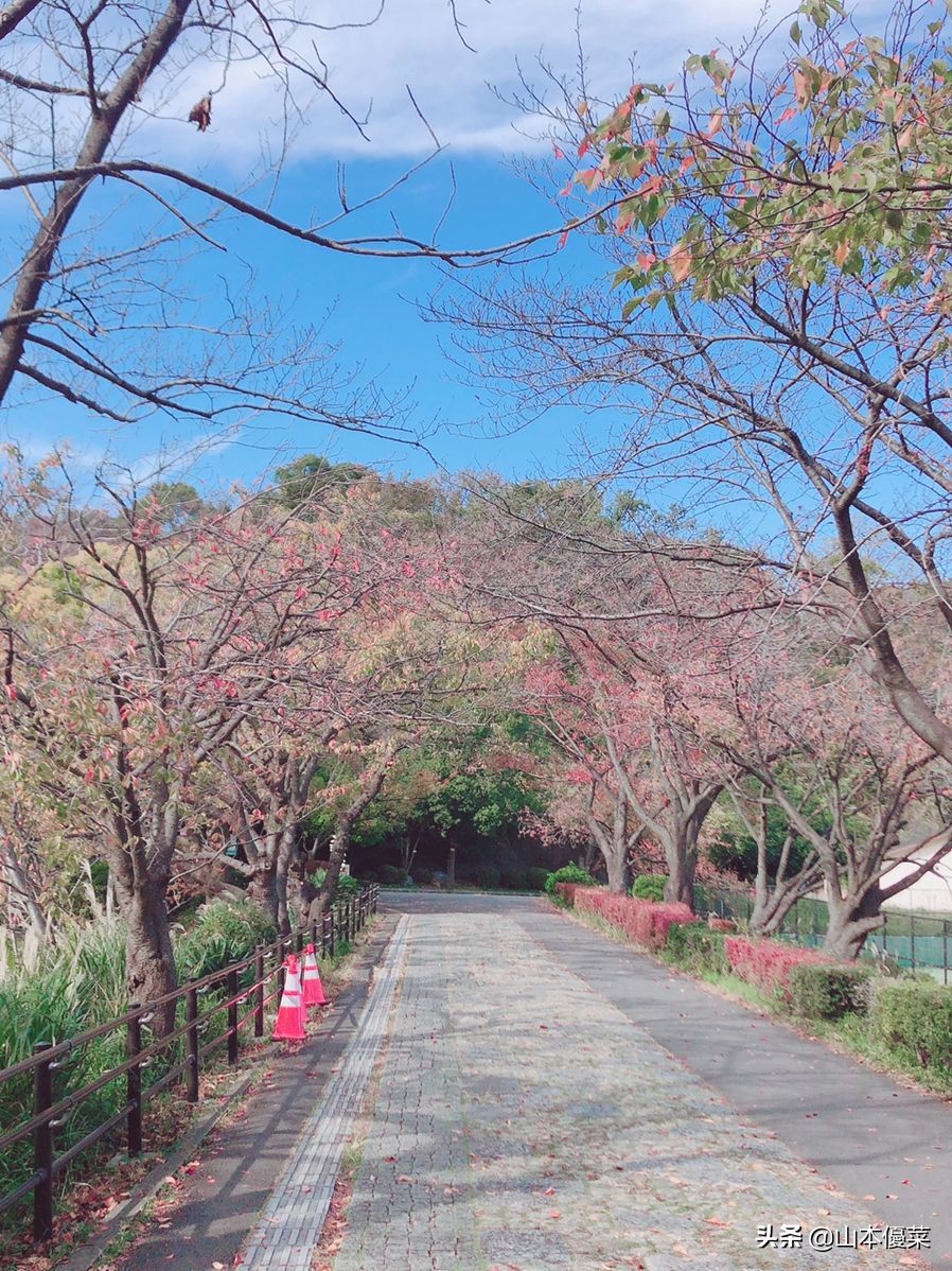 横滨游玩地点攻略,横滨旅游必去十大景点