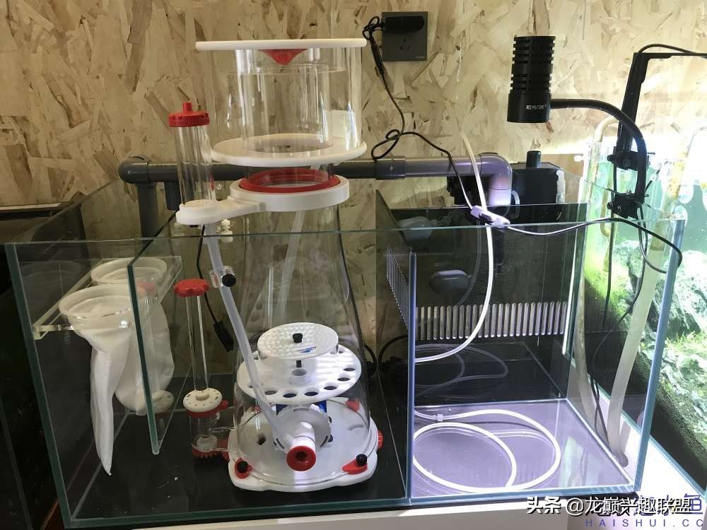 从零开始玩海缸的方法,从零开始玩海缸全过程