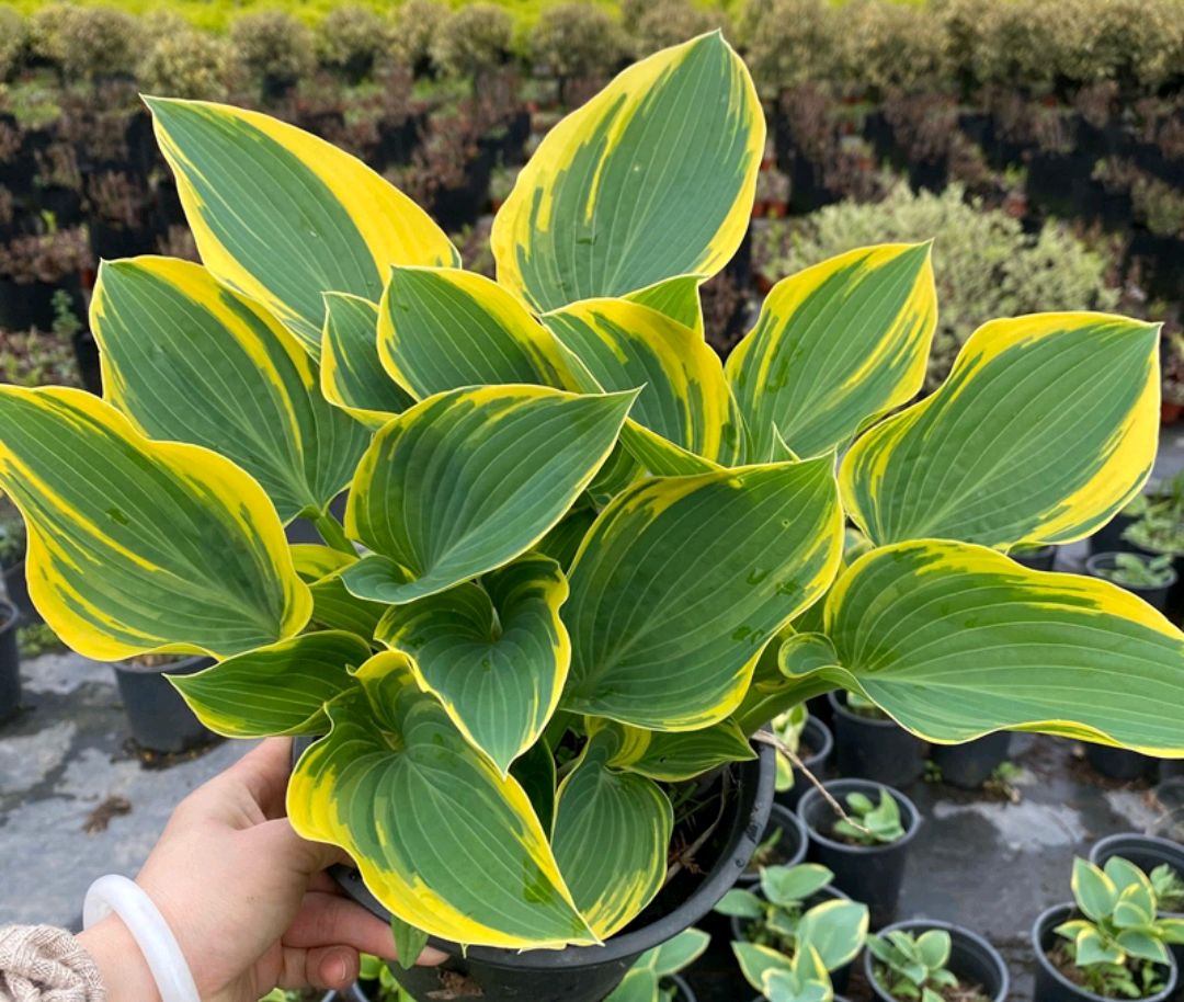 100种绿植大全,50种盆栽绿植花卉大全