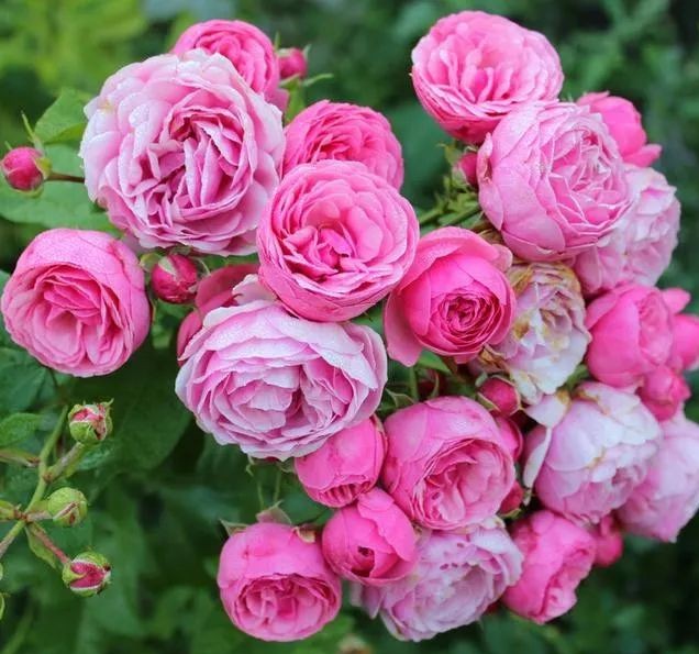 茶花是我国的十大名花吗,中国十大名花图片及花语