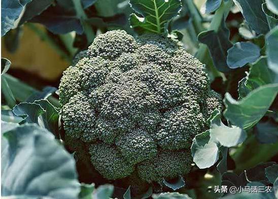 西兰花出现花苞不齐什么原因,西兰花叶茎裂口什么原因